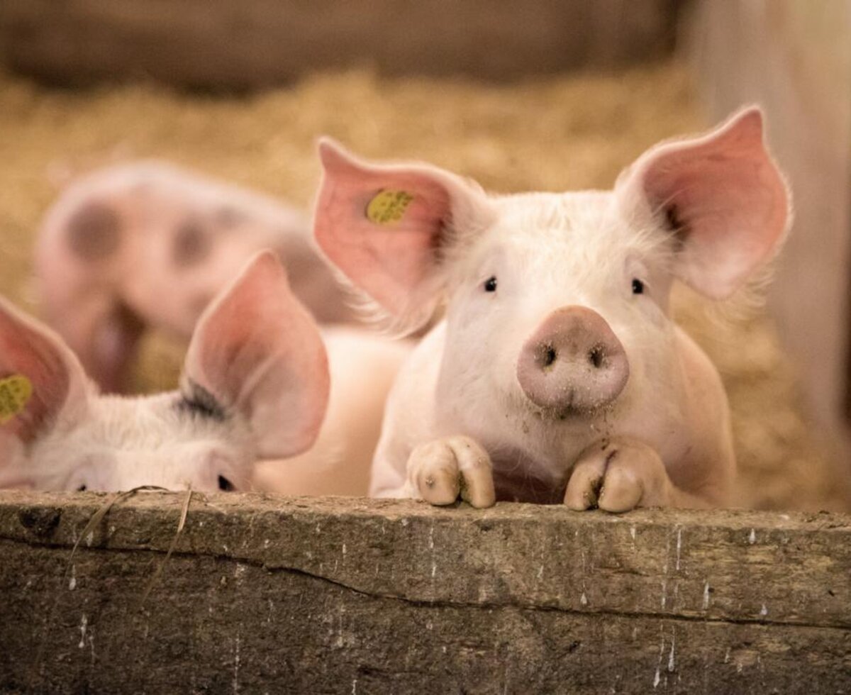 Rosafarbene Ferkel im Stall des Bauernhofs.