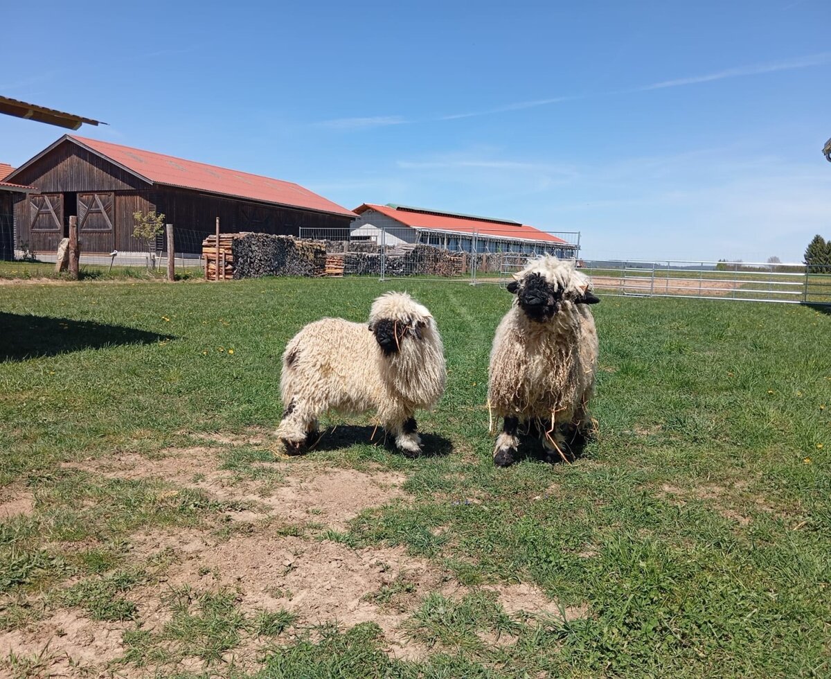 Zwei Schafe auf der Wiese des Bauernhofs, mit Stallgebäuden im Hintergrund.
