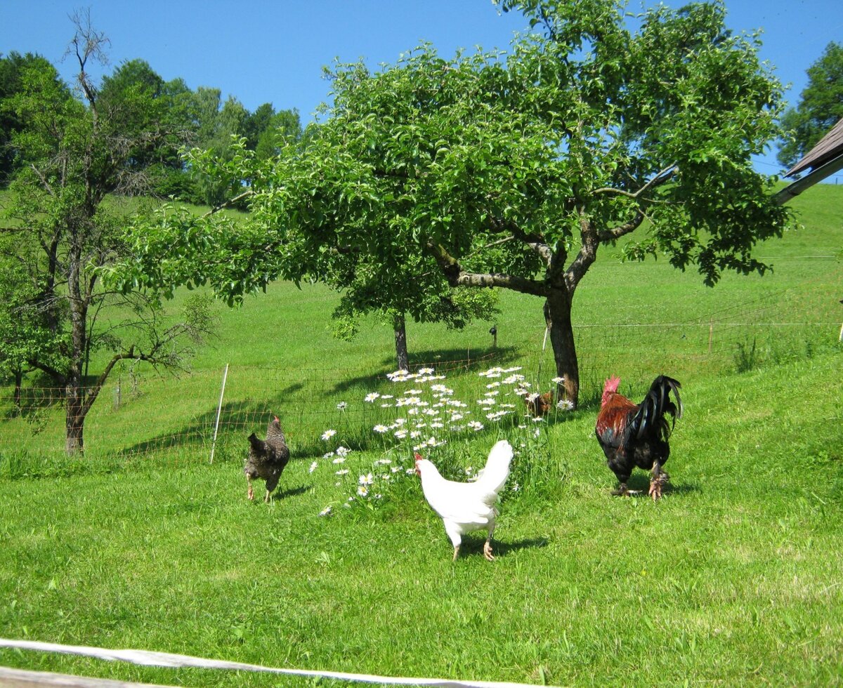 Hühner und ein Hahn auf der grünen Wiese des Bauernhofs.