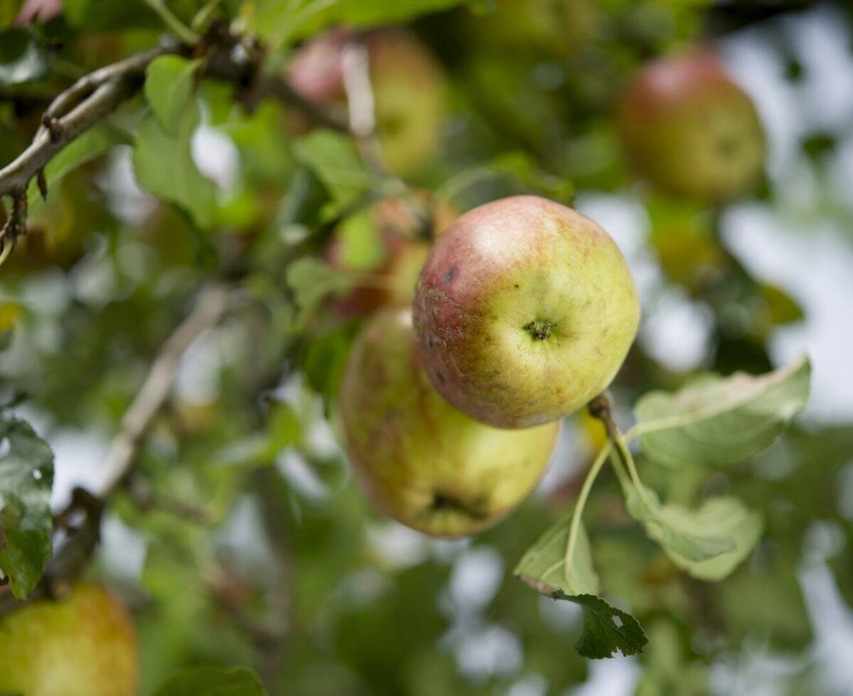 Äpfel am Baum auf dem Bauernhof.
