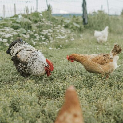 Hühner und ein Hahn auf der Grasfläche des Bauernhofs.