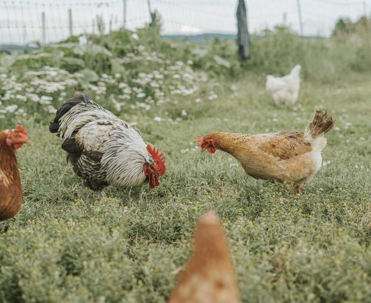 Hühner und ein Hahn auf der Grasfläche des Bauernhofs.