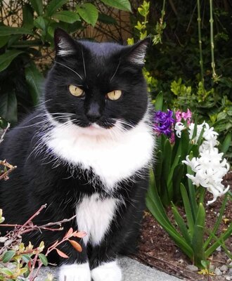 unsere Katze "Bruno"