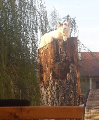 Hauskatze