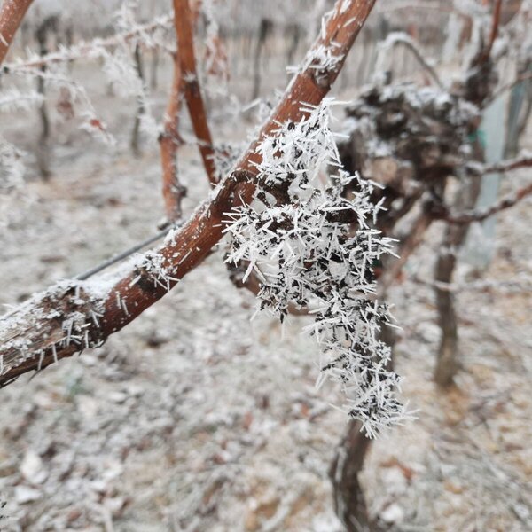 Weingarten_Winter