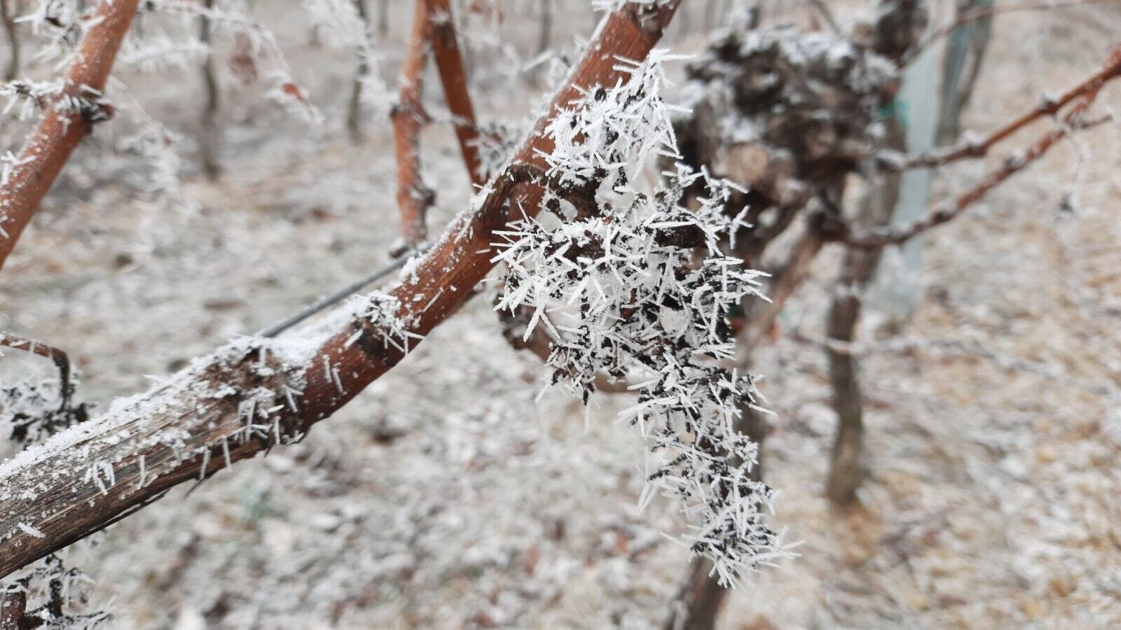 Weingarten_Winter