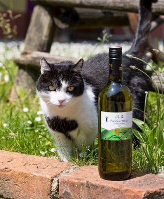 Unsere Katze