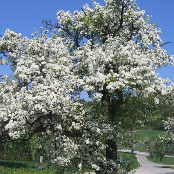 Blühender Obstbaum in der natürlichen Umgebung des Bauernhofs.