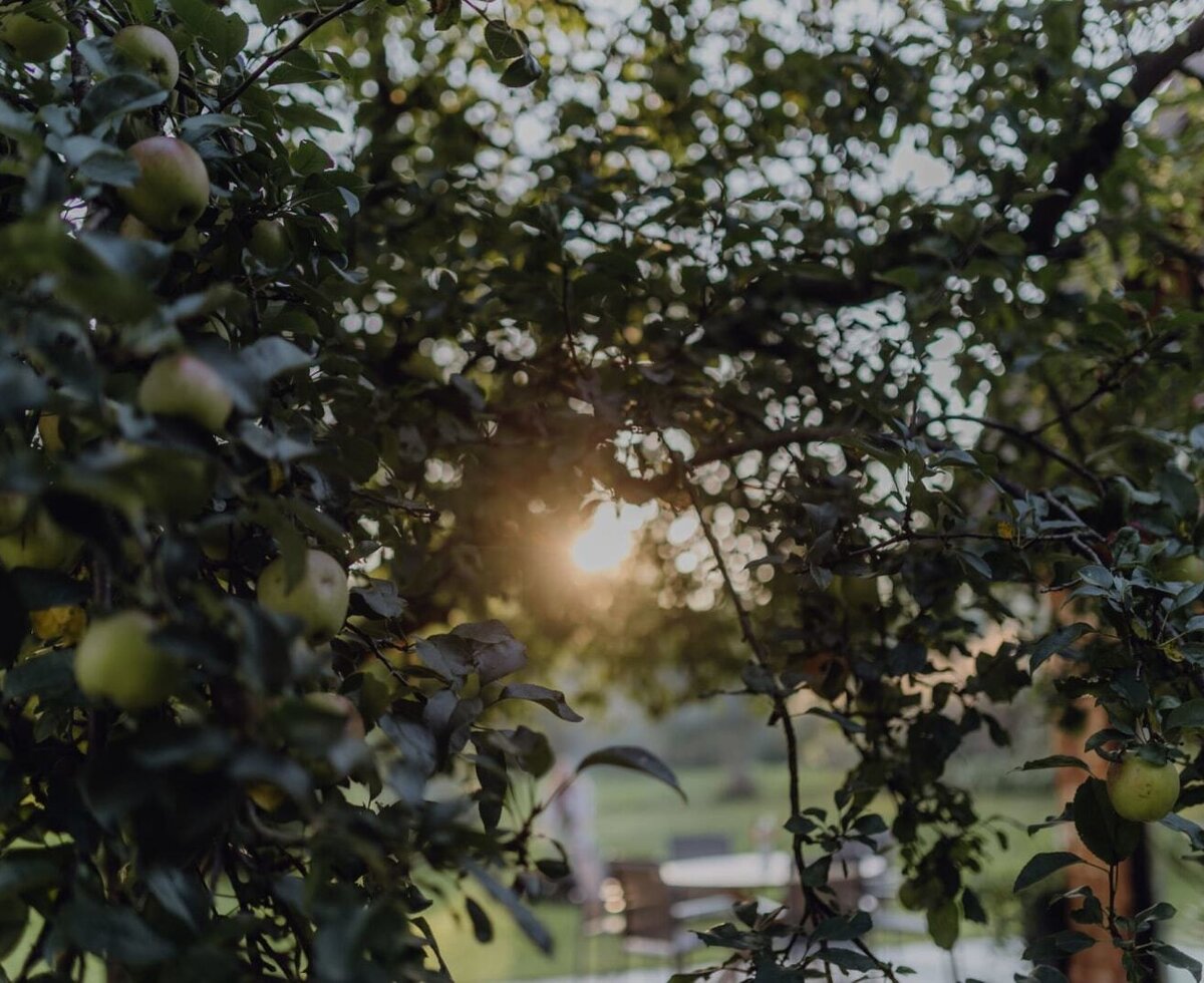 Apfelbaum mit reifenden Äpfeln im Obstgarten des Bauernhofs.