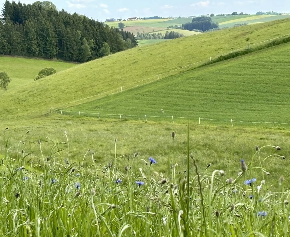 Hinterm Haus.