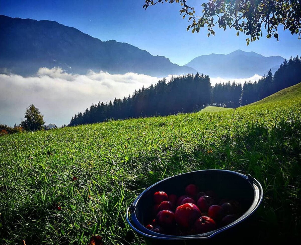 Obsternte