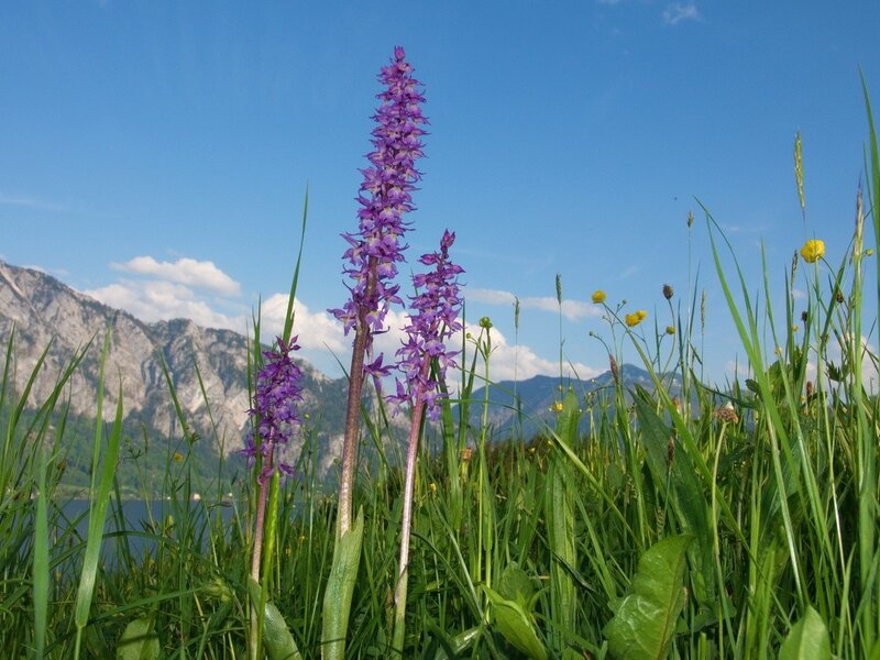 Knabenkraut am Margarethengut