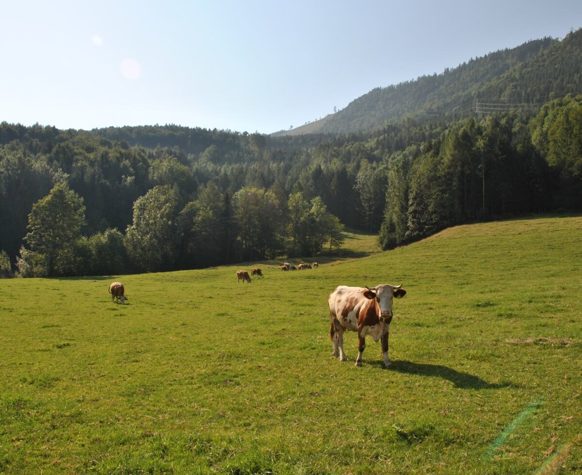 Kühe auf der Weide des Bauernhofs vor bewaldeten Hügeln.