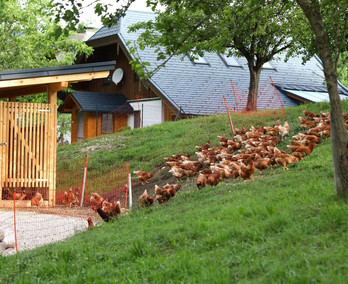 Freilaufende Hühner und ein Hühnerstall auf dem Gelände des Bauernhofs.