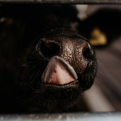 Die Schnauze einer Kuh mit herausgestreckter Zunge auf dem Bauernhof.