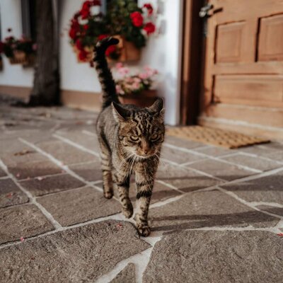 Eine getigerte Katze auf dem gepflasterten Weg vor dem Bauernhof.