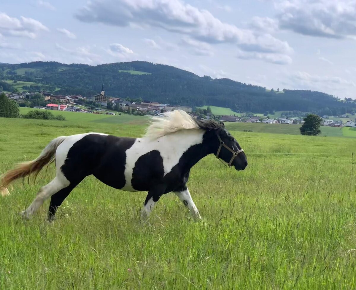 Ein Pferd läuft auf der Wiese des Bauernhofs mit einem Dorf und Bergen im Hintergrund.