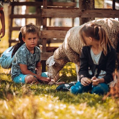 Kinder auf der Wiese interagieren mit den Schafen des Bauernhofs.