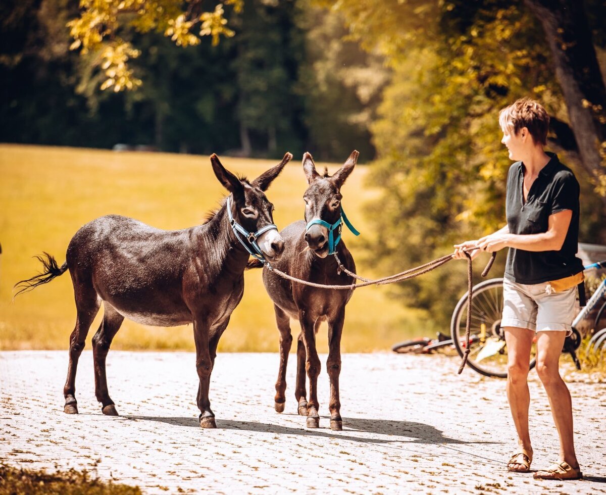 Auf dem Bauernhof führt eine Frau zwei Esel an der Leine.
