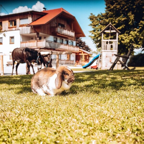 Ein Kaninchen auf der Wiese des Bauernhofs, mit Eseln und einem Kinderspielplatz im Hintergrund.