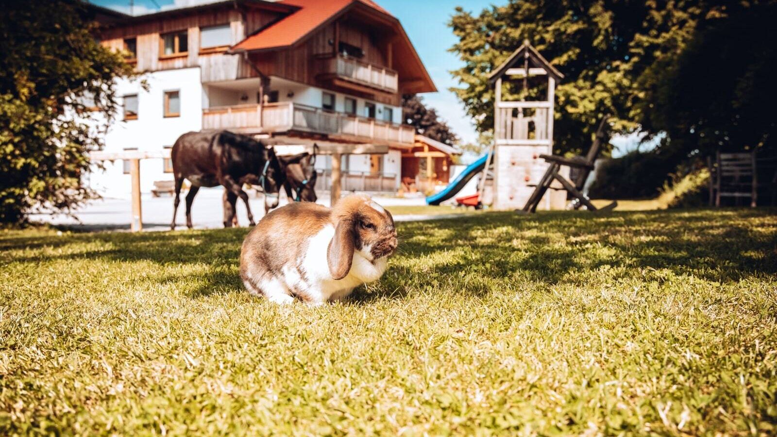 Ein Kaninchen auf der Wiese des Bauernhofs, mit Eseln und einem Kinderspielplatz im Hintergrund.
