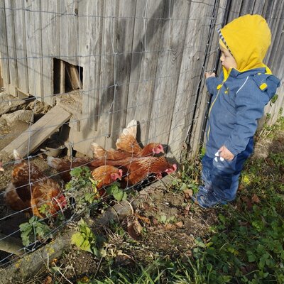 Auf dem Bauernhof können Kinder die Hühner am Stall beobachten.