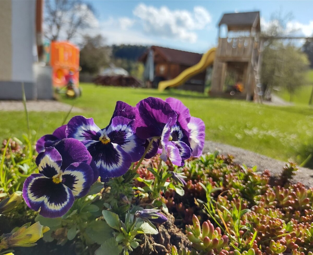 Violette Stiefmütterchen im Vordergrund und ein Spielplatz mit Rutsche auf dem Rasen des Bauernhofs.