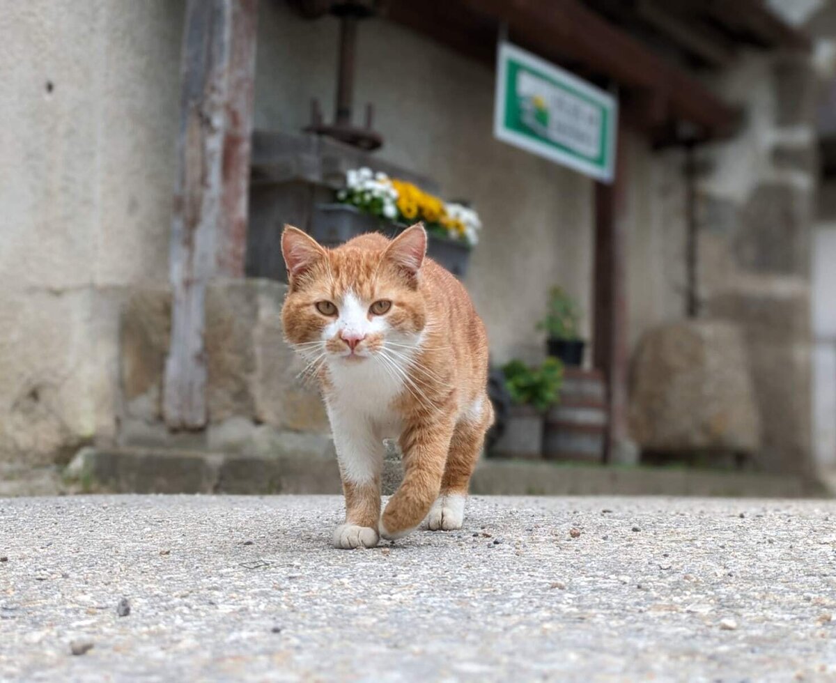Eine orange-weiße Katze auf dem Hof des Bauernhofs.