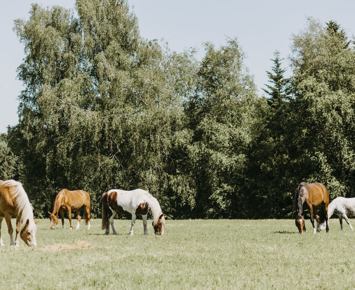Pferde grasen auf der weitläufigen Koppel des Bauernhofs.