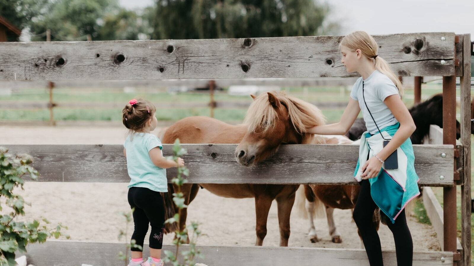 Gäste streicheln ein Pony im Streichelzoo des Bauernhofs.