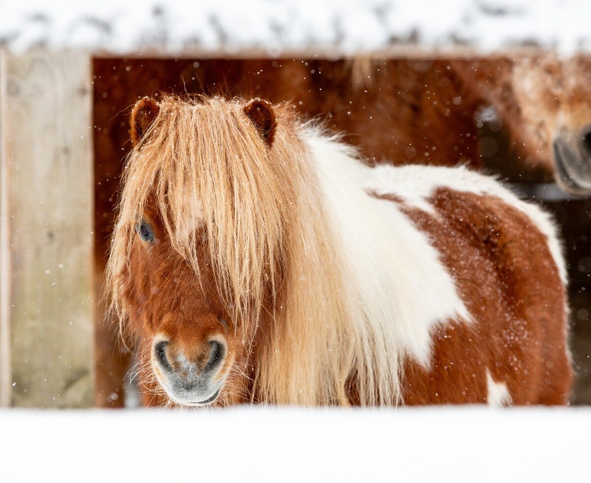 Minipony Maxi im Schnee