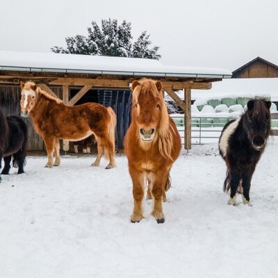 Ponys im Schnee vor dem Ponystall des Bauernhofs.