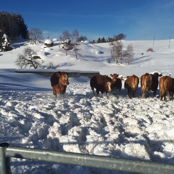 Kühe auf der verschneiten Weide des Bauernhofs an einem sonnigen Wintertag.