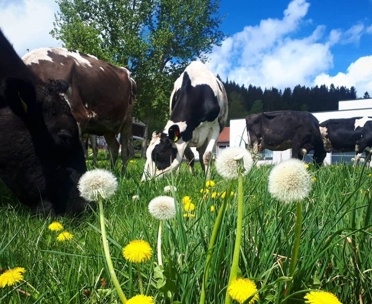 Auf dem Bauernhof grasen Kühe auf einer grünen Wiese voller Löwenzahn.