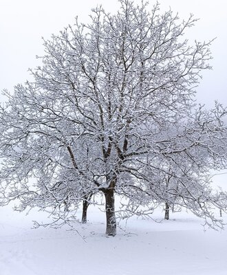 Ein verschneiter Baum auf dem Gelände des Bauernhofs.