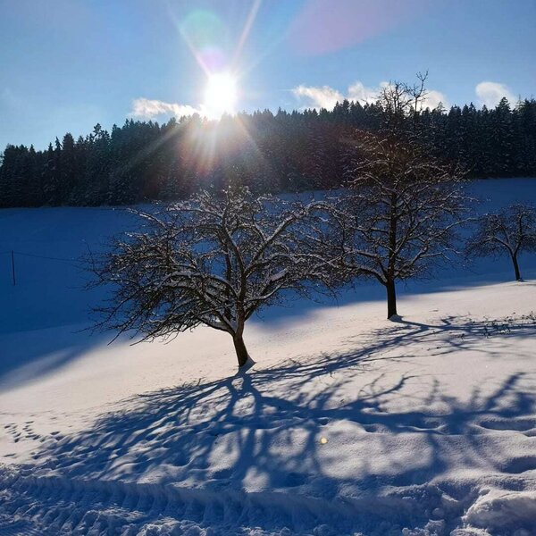 Winterlandschaft mit schneebedeckten Bäumen und langen Schatten in der Umgebung des Bauernhofs.