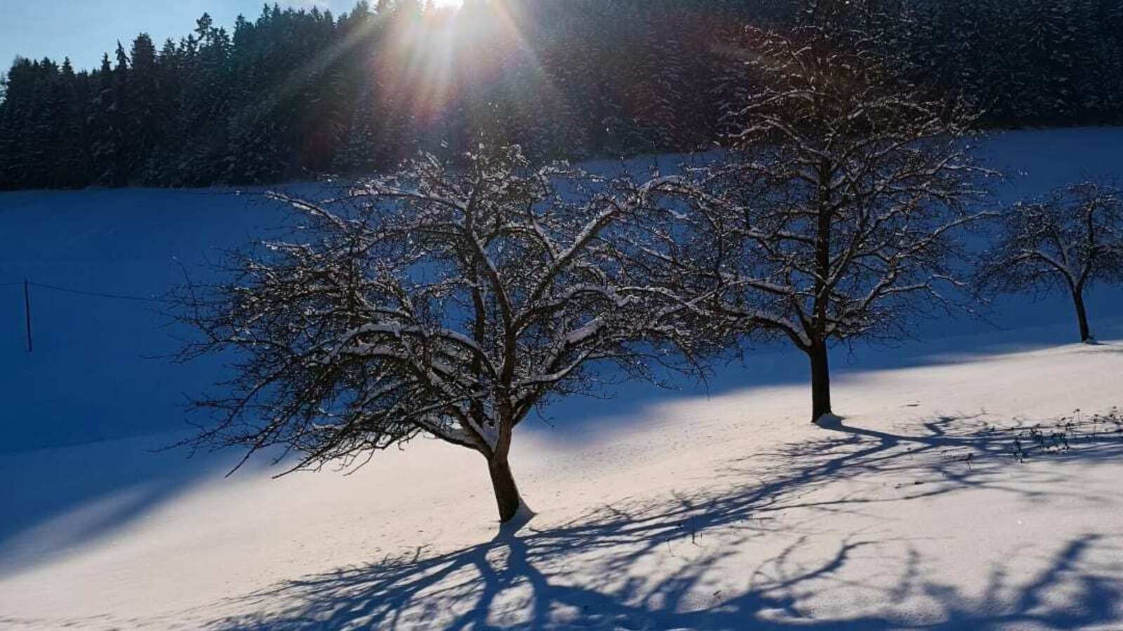 Winterlandschaft mit schneebedeckten Bäumen und langen Schatten in der Umgebung des Bauernhofs.