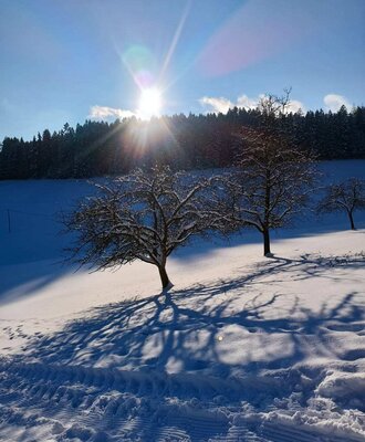 Winterlandschaft mit schneebedeckten Bäumen und langen Schatten in der Umgebung des Bauernhofs.