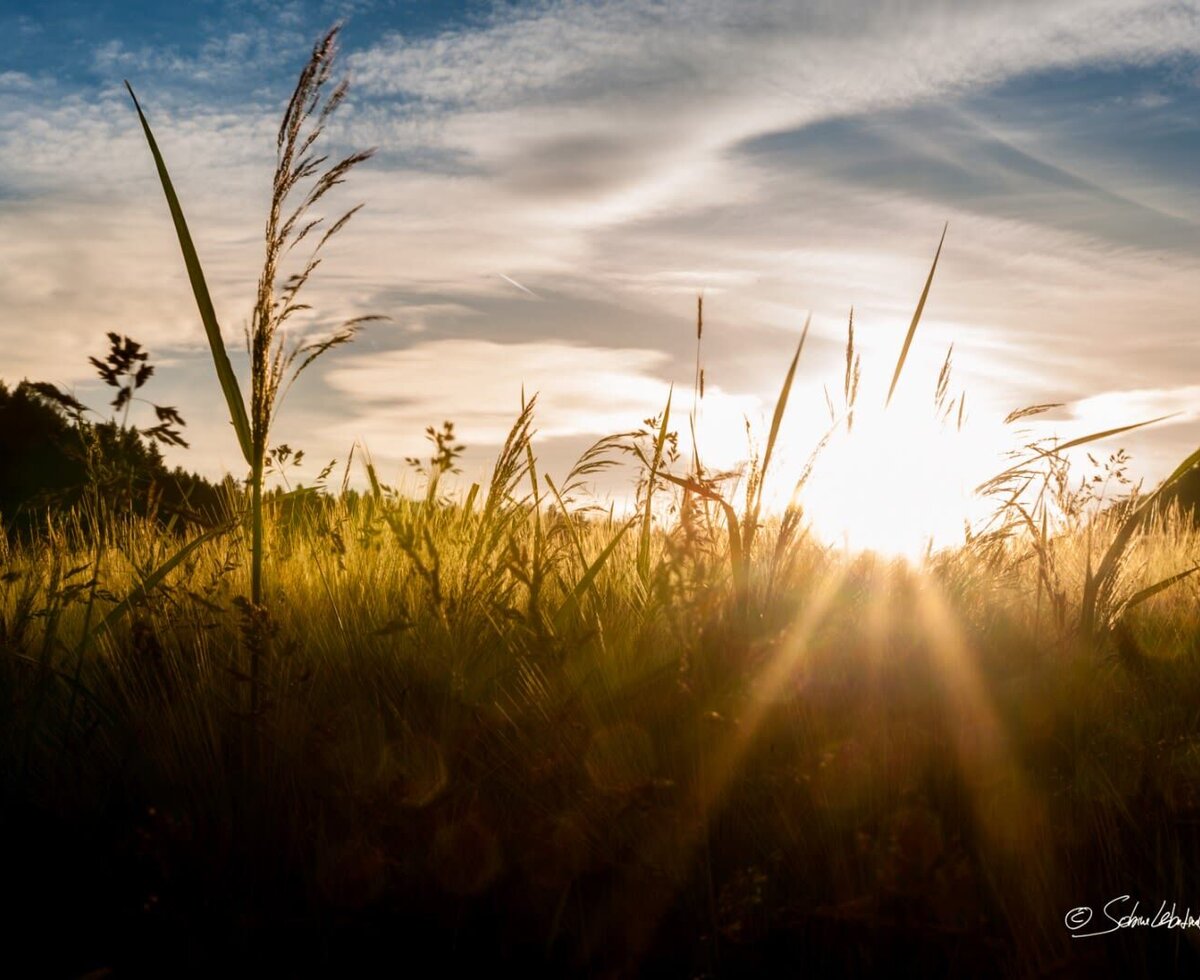 Feld mit hohem Gras und Sonnenstrahlen bei Sonnenuntergang auf dem Bauernhof.