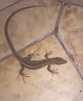 Eidechse im Haus?
