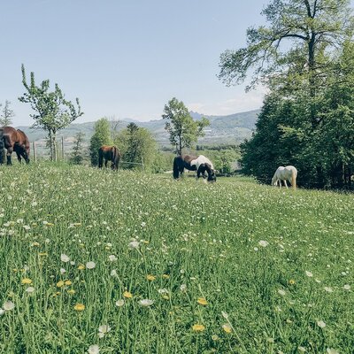 Die saftig grüne, blühende Wiese des Bio-Bauernhofs mit grasenden Pferden vor einer malerischen Waldkulisse.