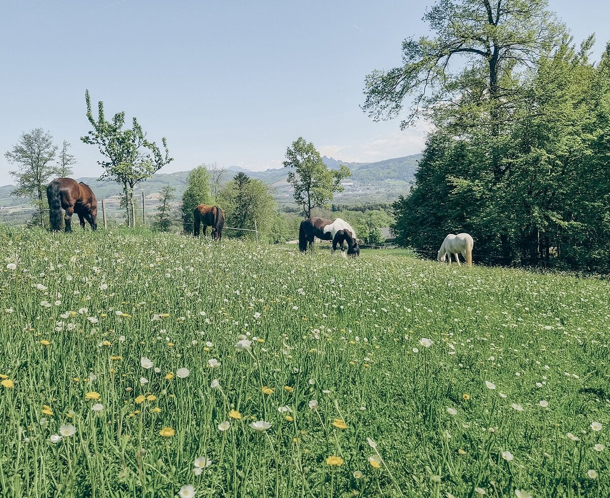 Die saftig grüne, blühende Wiese des Bio-Bauernhofs mit grasenden Pferden vor einer malerischen Waldkulisse.