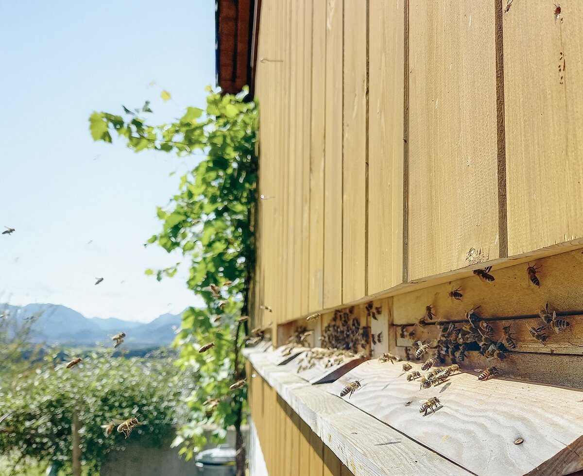 Die hofeigene Imkerei am Bio-Bauernhof mit fleißigen Bienen vor einer sonnigen Holzwand.