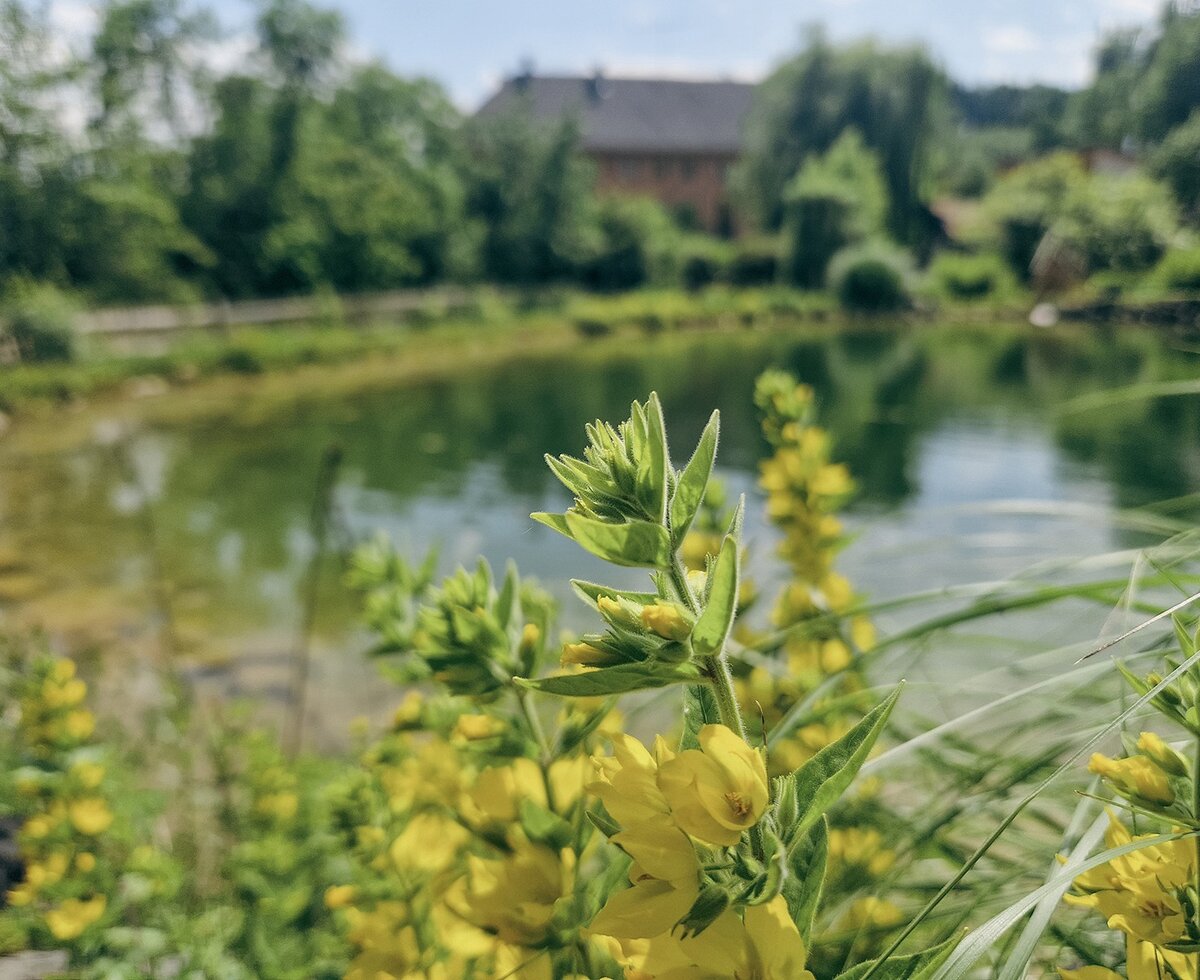 Das idyllische, naturnahe Biotop des Appartements mit blühenden Wildblumen am Ufer.