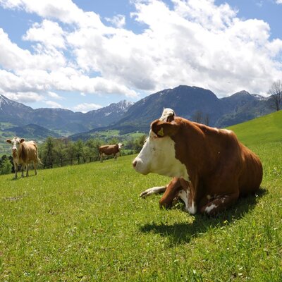 Kühe auf der Weide des Bauernhofs vor einer Bergkulisse.