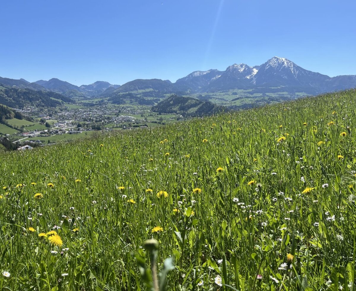 Blick vom Bauernhof über eine blühende Wiese auf das Windischgarstnertal und schneebedeckten Bergen.