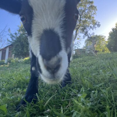 Nahaufnahme einer Ziege auf dem Bauernhof, die direkt in die Kamera blickt.
