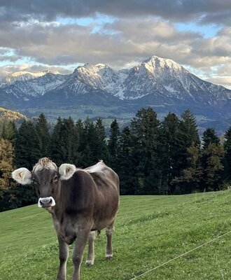 Eine Kuh auf der Weide des Bauernhofs mit schneebedeckten Bergen.