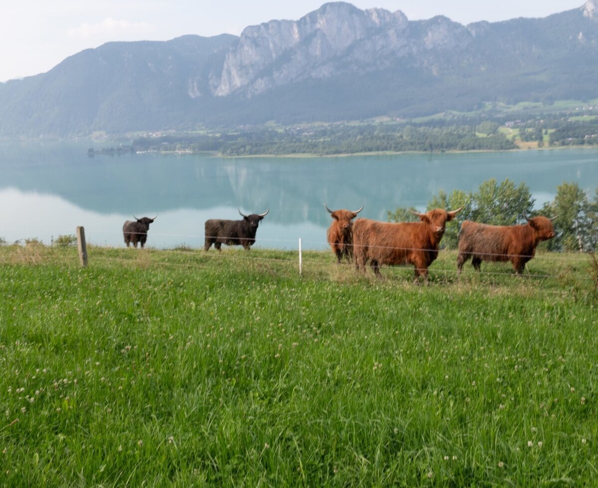 Hochlandrinder auf der Weide des Bauernhofs mit See- und Bergblick.