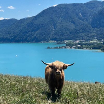 Ein zotteliges Hochlandrind auf der grünen Wiese des Bauernhofs mit herrlichem Blick auf den türkisblauen See und die Berge.